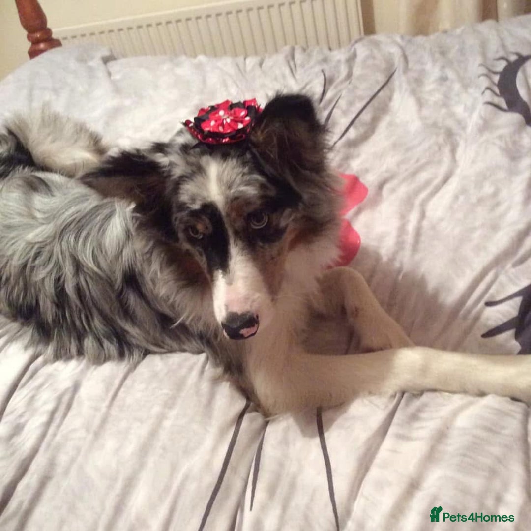 Mixed Breed dogs for sale: Keeshond/retriever cross Collie Pups - Image 3