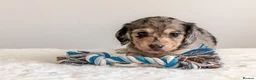 Miniature Dachshund dogs for sale: Exceptional PRA clear Champion miniature L/H dachs - Advert 19