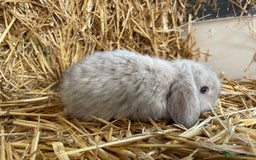 Mini Lop rabbits for sale: Mini lops ready to reserve  - Image 4