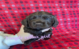 Cocker Spaniel dogs for sale: KC registered working cocker spaniels ready 23/11 - Image 13