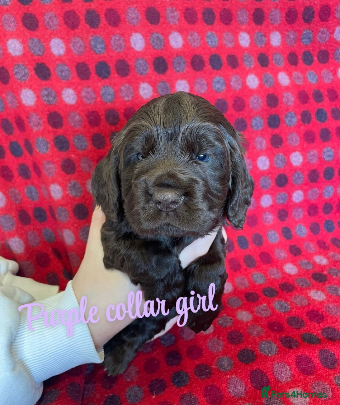 Cocker Spaniel dogs for sale: KC registered working cocker spaniels ready 23/11 - Image 13