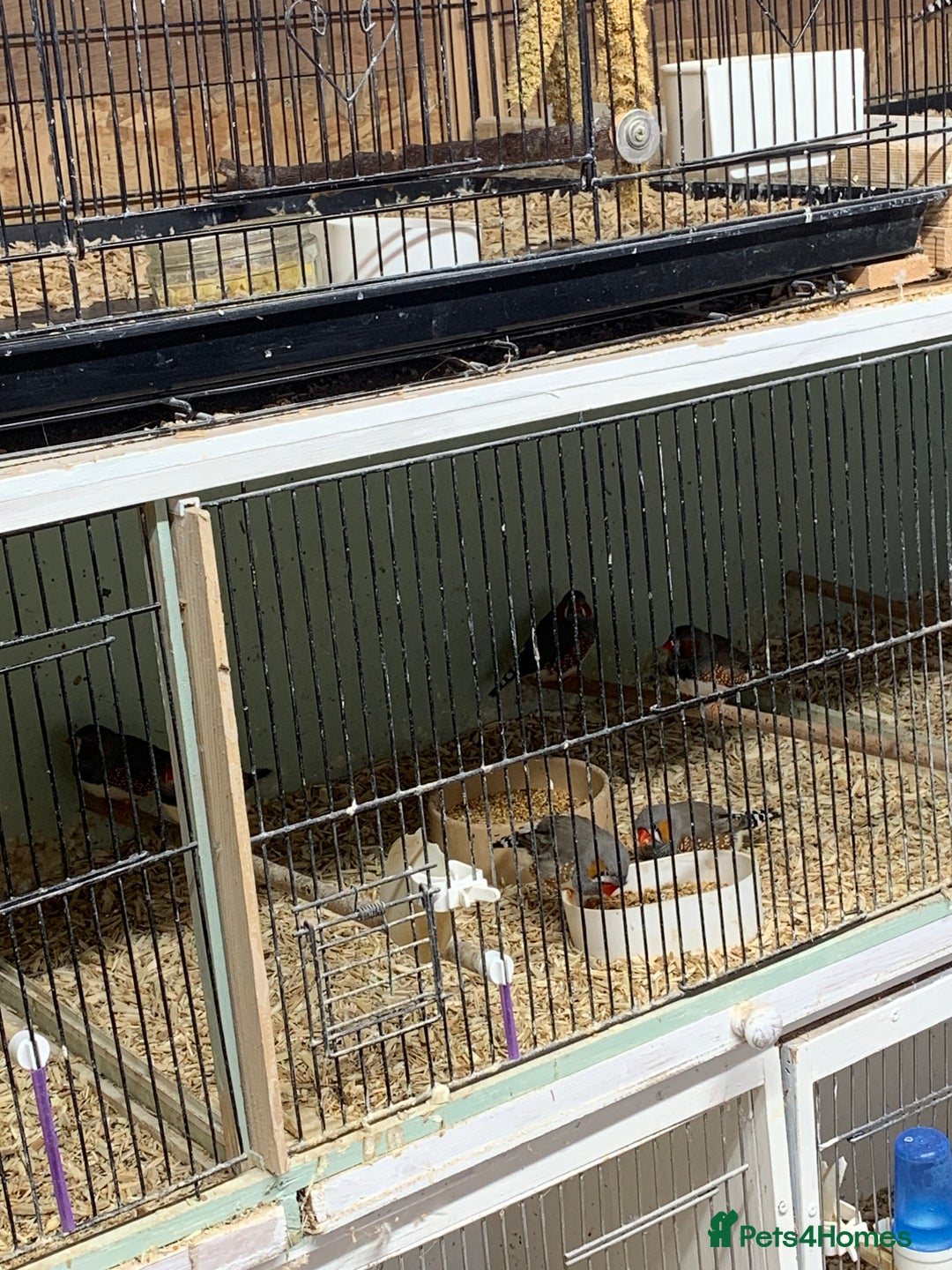 Finches birds for sale: Zebra finches male and female,male diamond dove - Image 8