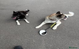 Akita dogs for sale: American Akita for adoption - Image 5
