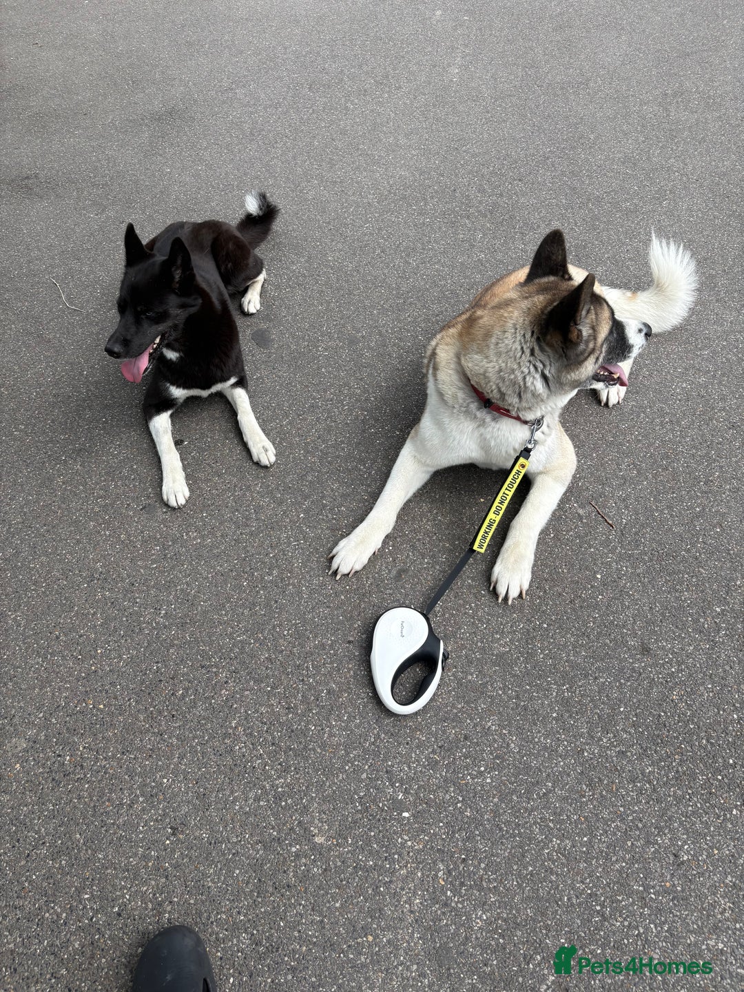 Akita dogs for sale: American Akita for adoption - Image 5