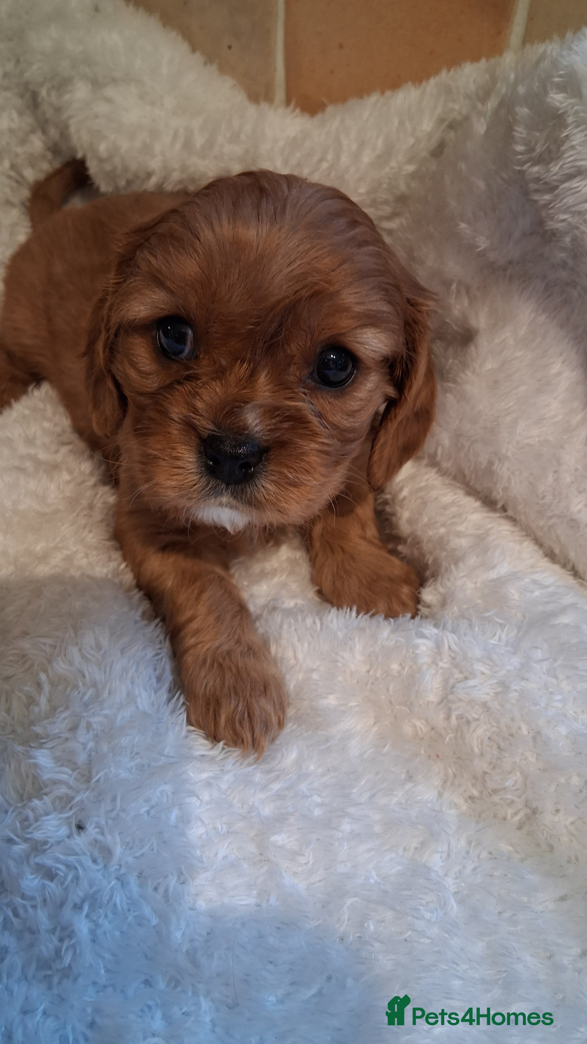 Cavalier King Charles Spaniel dogs Ruby Cavalier King Charles Spaniel puppies £1,800 - Advert 2