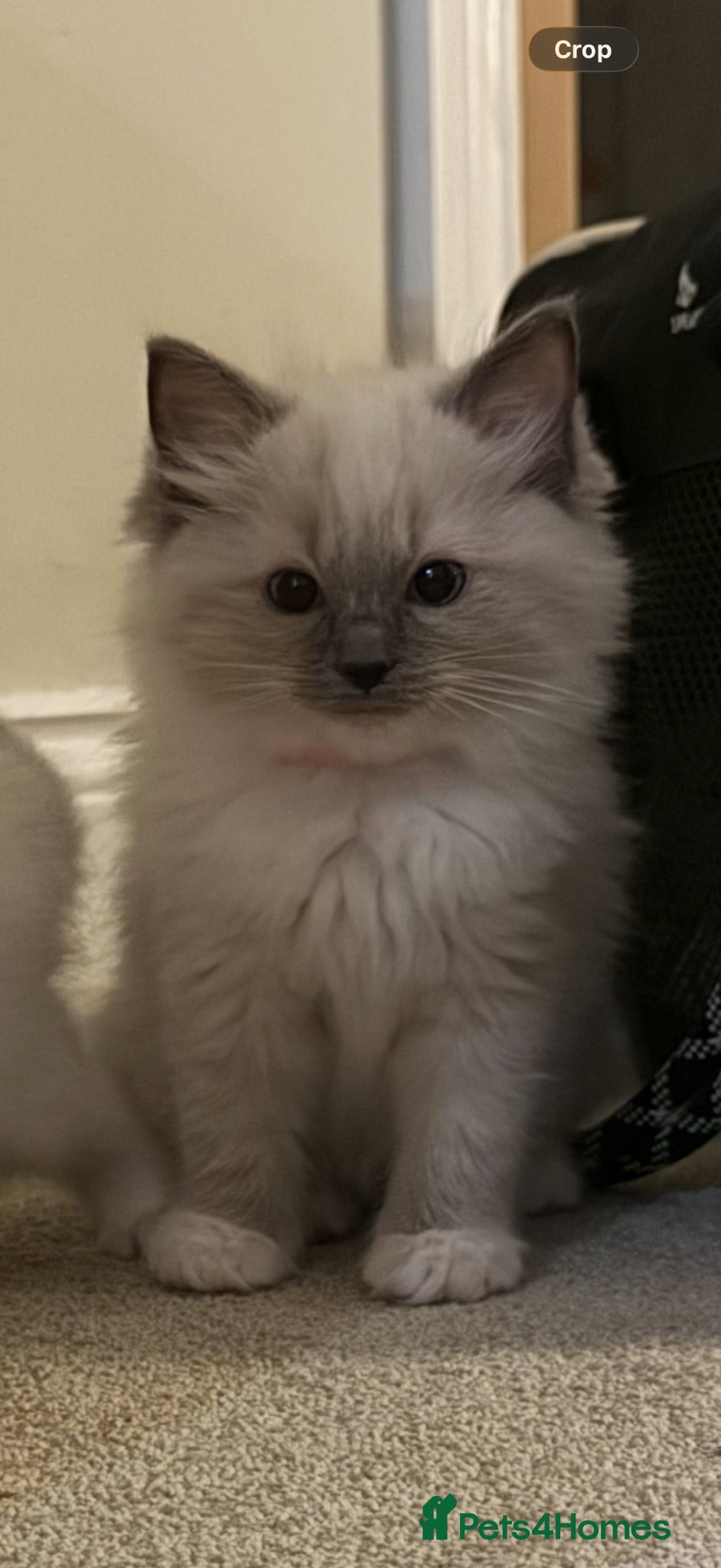 Ragdoll cats 10 week brother and sister  - Advert 1