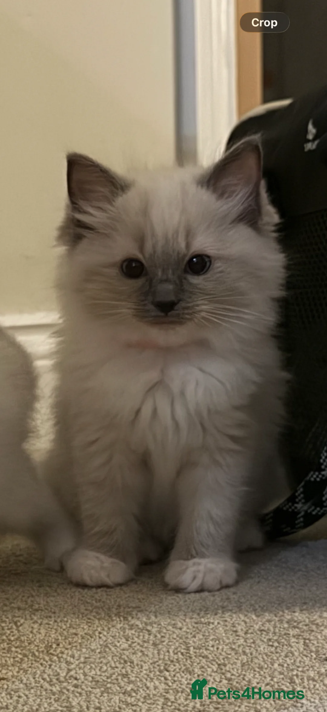 Ragdoll cats for sale: 10 week brother and sister  - Advert 1