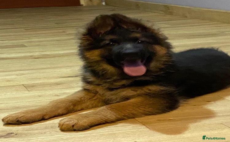 German Shepherd dogs - Advert 8