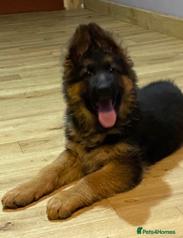 German Shepherd dogs - Advert 3