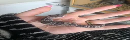 Leopard Gecko reptiles for sale: Echo the leopard gecko - Advert 2