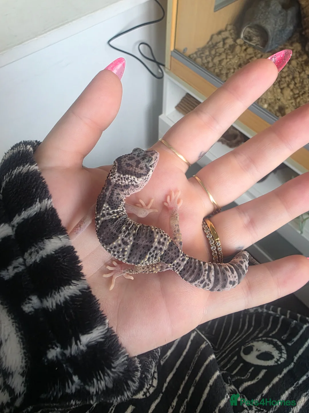 Leopard Gecko reptiles for sale: Echo the leopard gecko - Advert 2