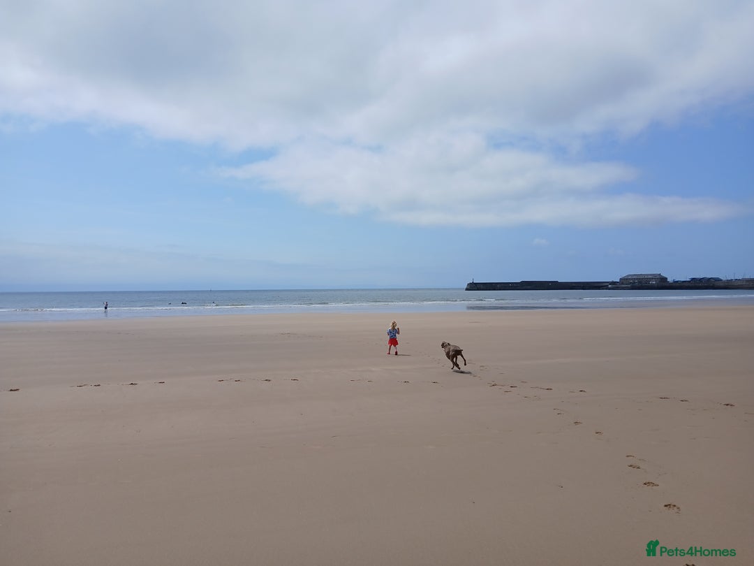 Hungarian Vizsla dogs for sale: Lovely Vizsla looking for loving home - Advert 6