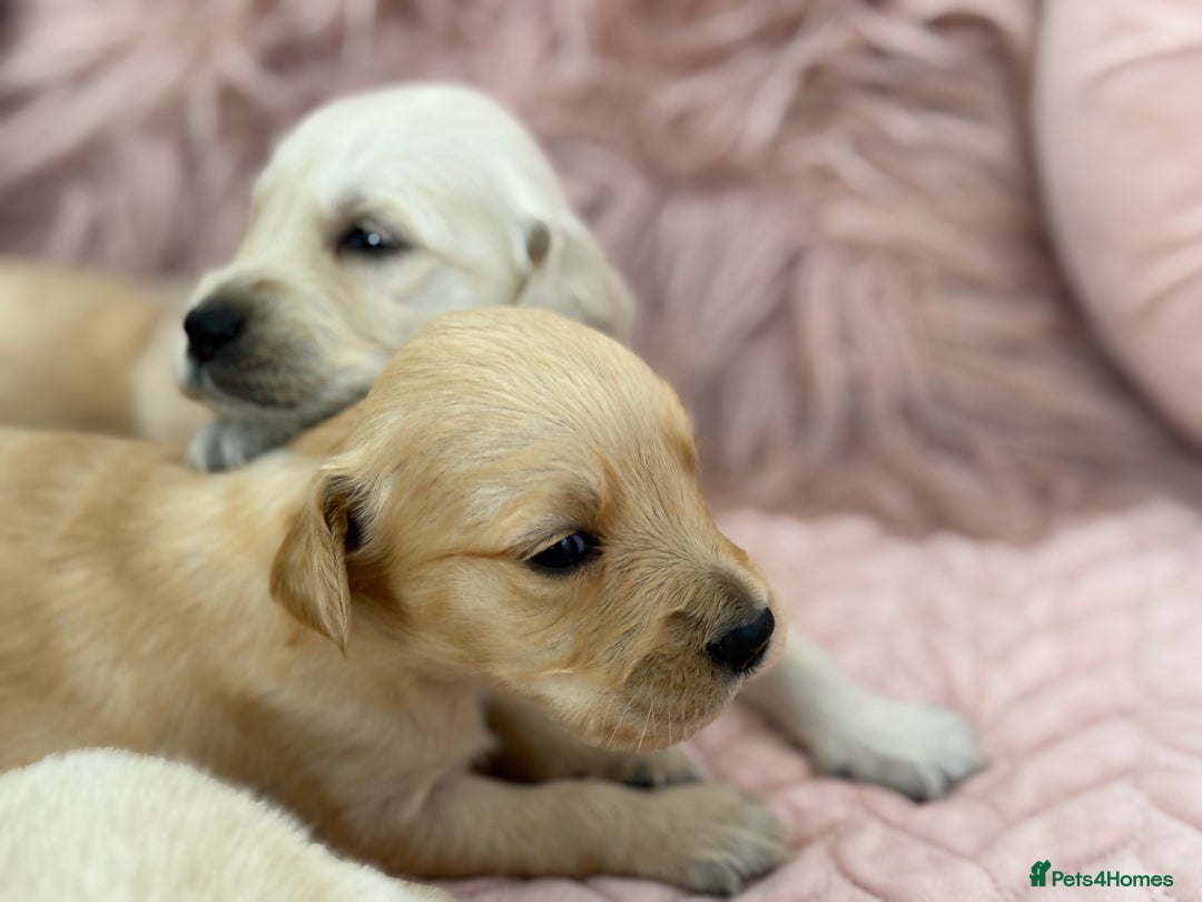 Golden Retriever dogs for sale: Beautiful GR Puppies – No Expense Spared! - Image 29