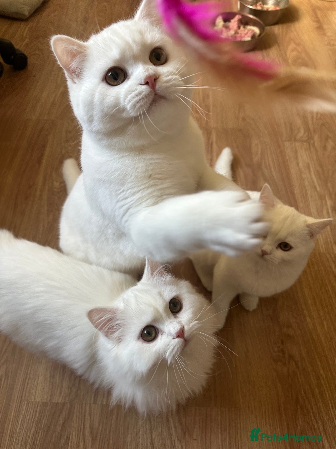 British Shorthair cats for sale: Gorgeous British Longhair & Shorthair Kittens - Advert 18