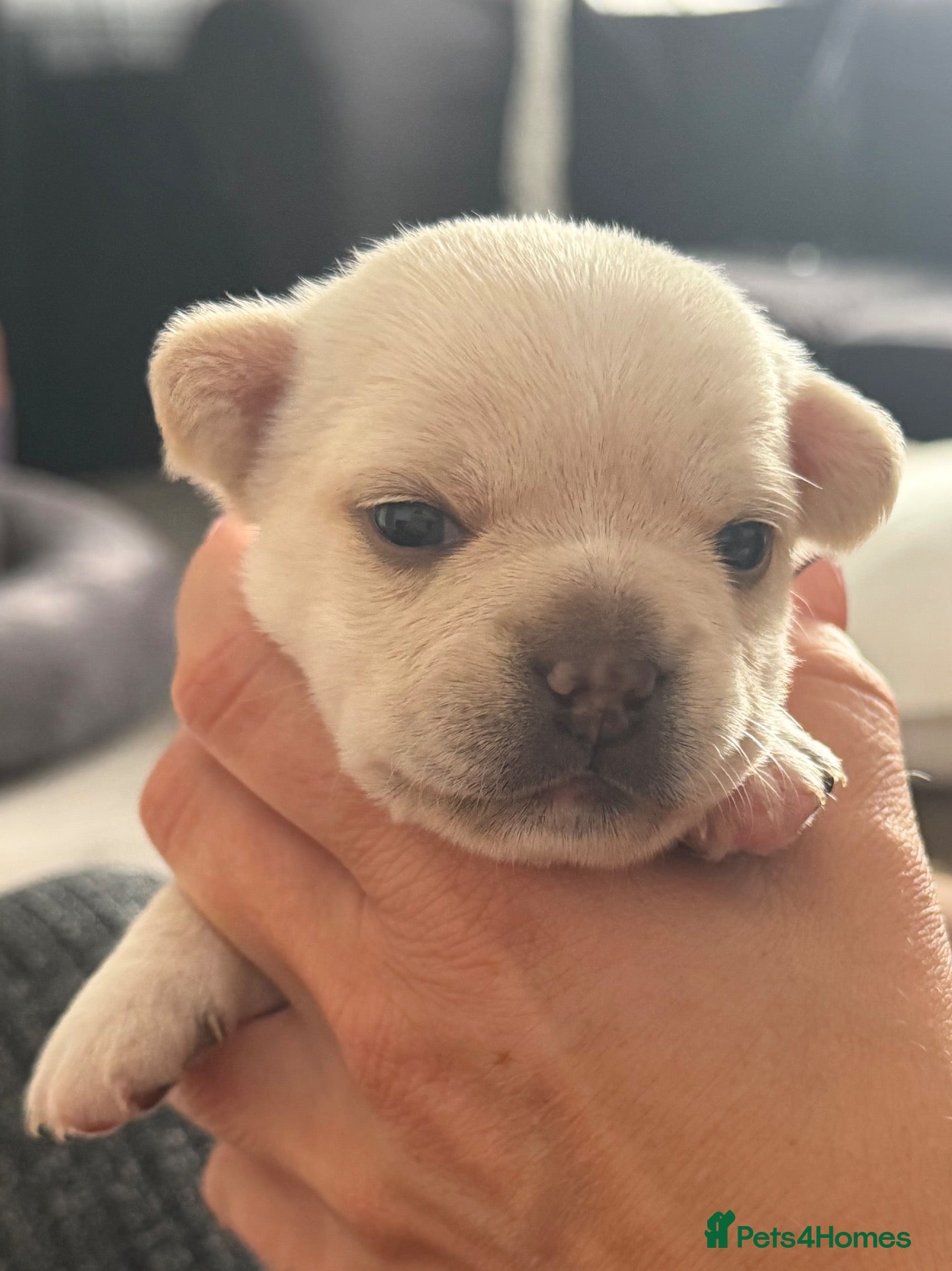 Mixed Breed dogs French bulldog x chihuahua babies  - Advert 13