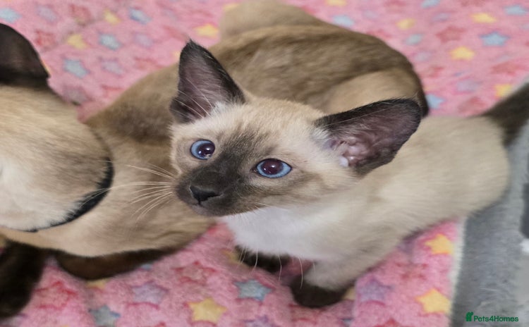 Siamese cats - Advert 1