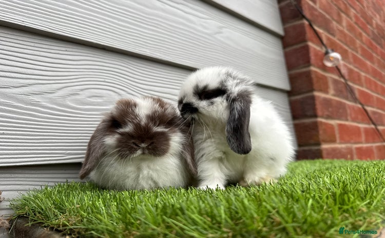 Mini Lop rabbits - Advert 1