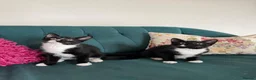 Domestic Shorthair cats for sale: Beautiful Kittens Ready for Their Forever Homes! - Advert 9