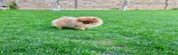 Pomeranian dogs for sale: Teddy Face🐻Small Size🏆KC - Advert 12