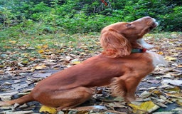 Cocker Spaniel dogs for sale: Working Cocker Spaniels - Advert 4