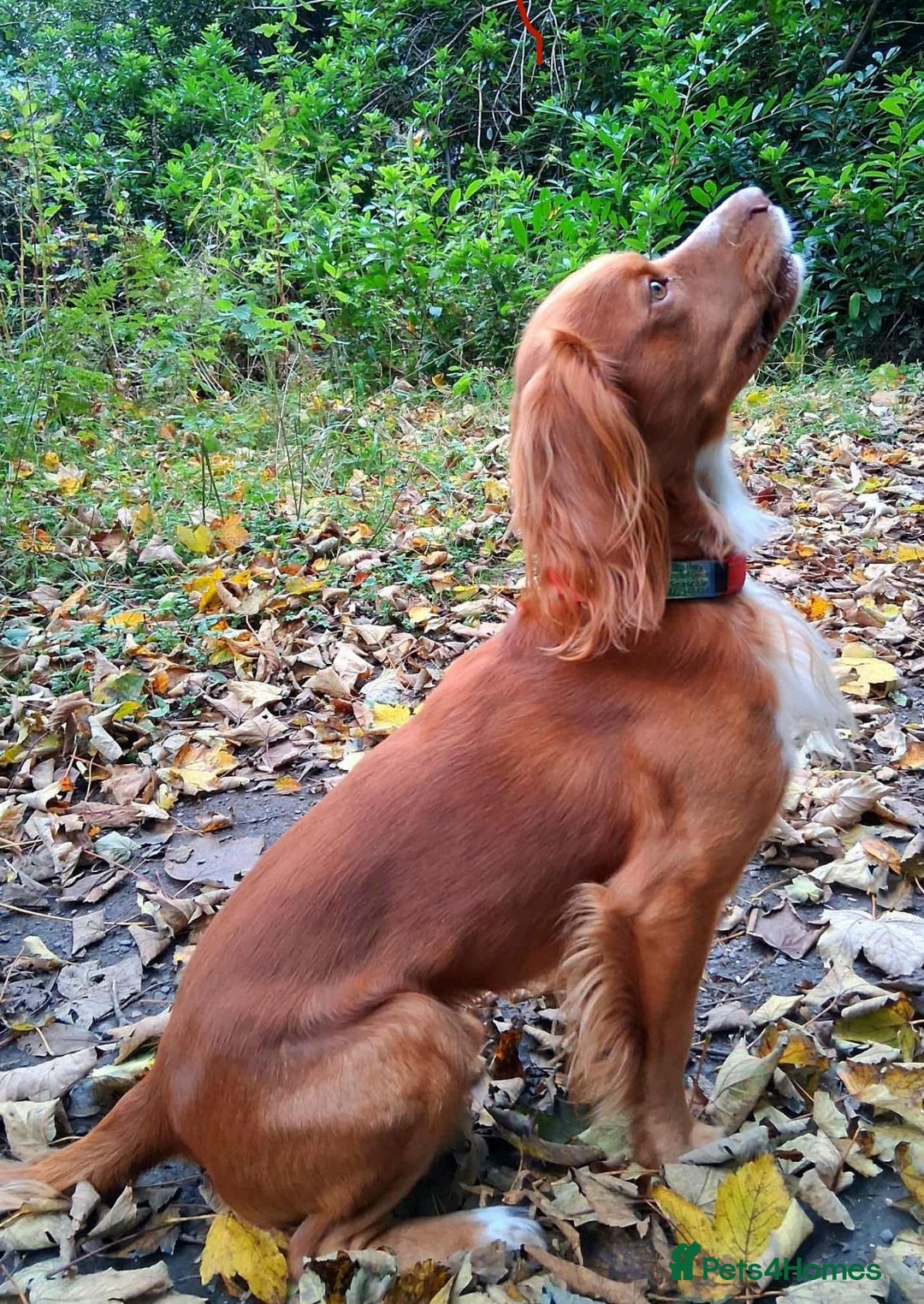 Cocker Spaniel dogs for sale: Working Cocker Spaniels - Advert 4