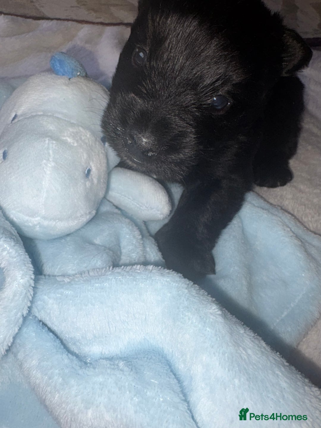 Scottish Terrier dogs for sale: Beautiful Scottish terrier puppy  - Advert 2