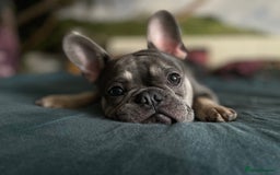 French Bulldog dogs for stud: Dog for stud - Image 13