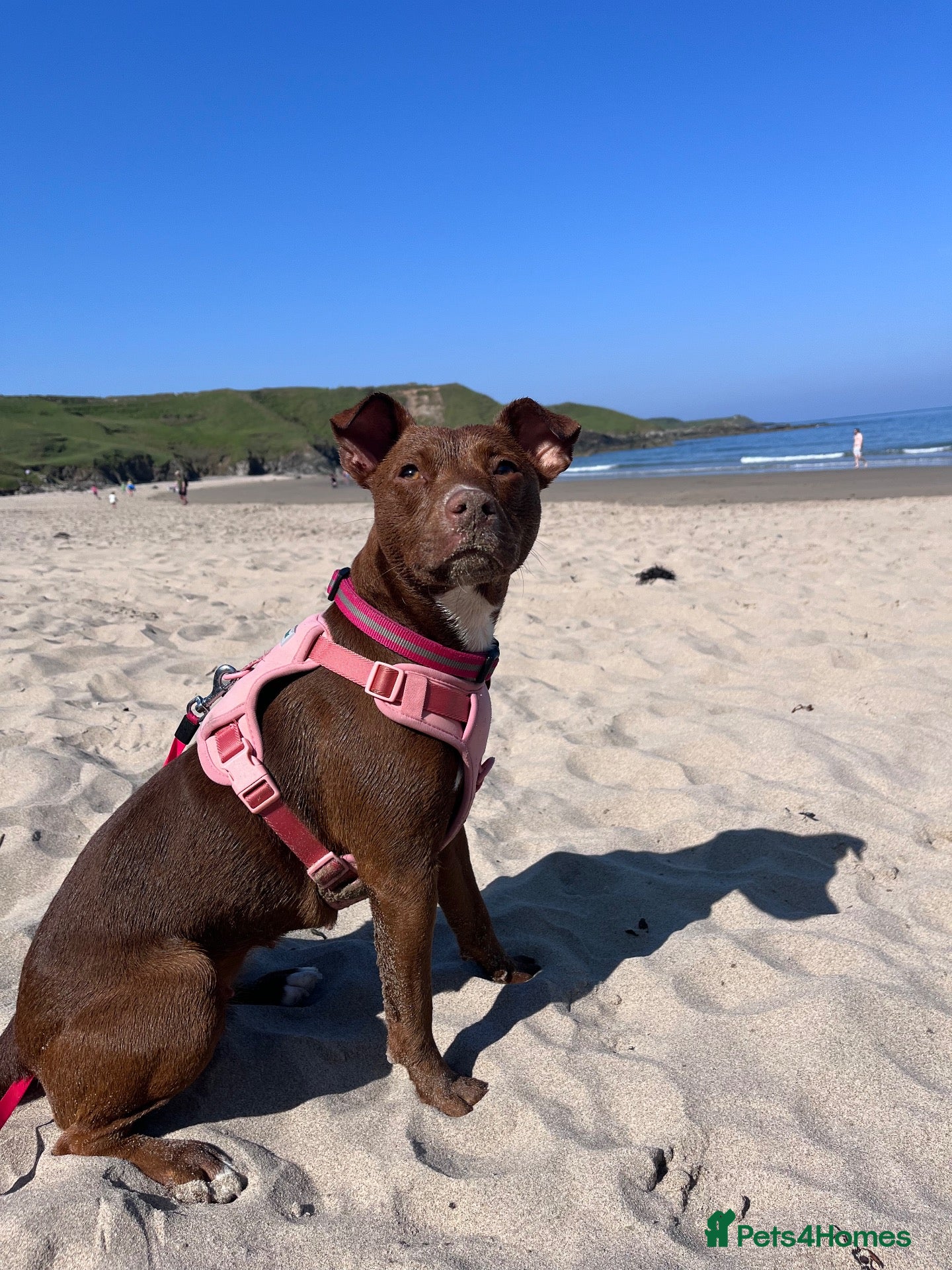 Mixed Breed dogs For Adoption ❤️ Dolly ❤️ Staffy x Patterdale  - Advert 1