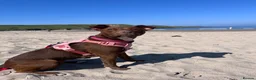 Mixed Breed dogs for sale: For Adoption ❤️ Dolly ❤️ Staffy x Patterdale  in Ibstock - Advert 1