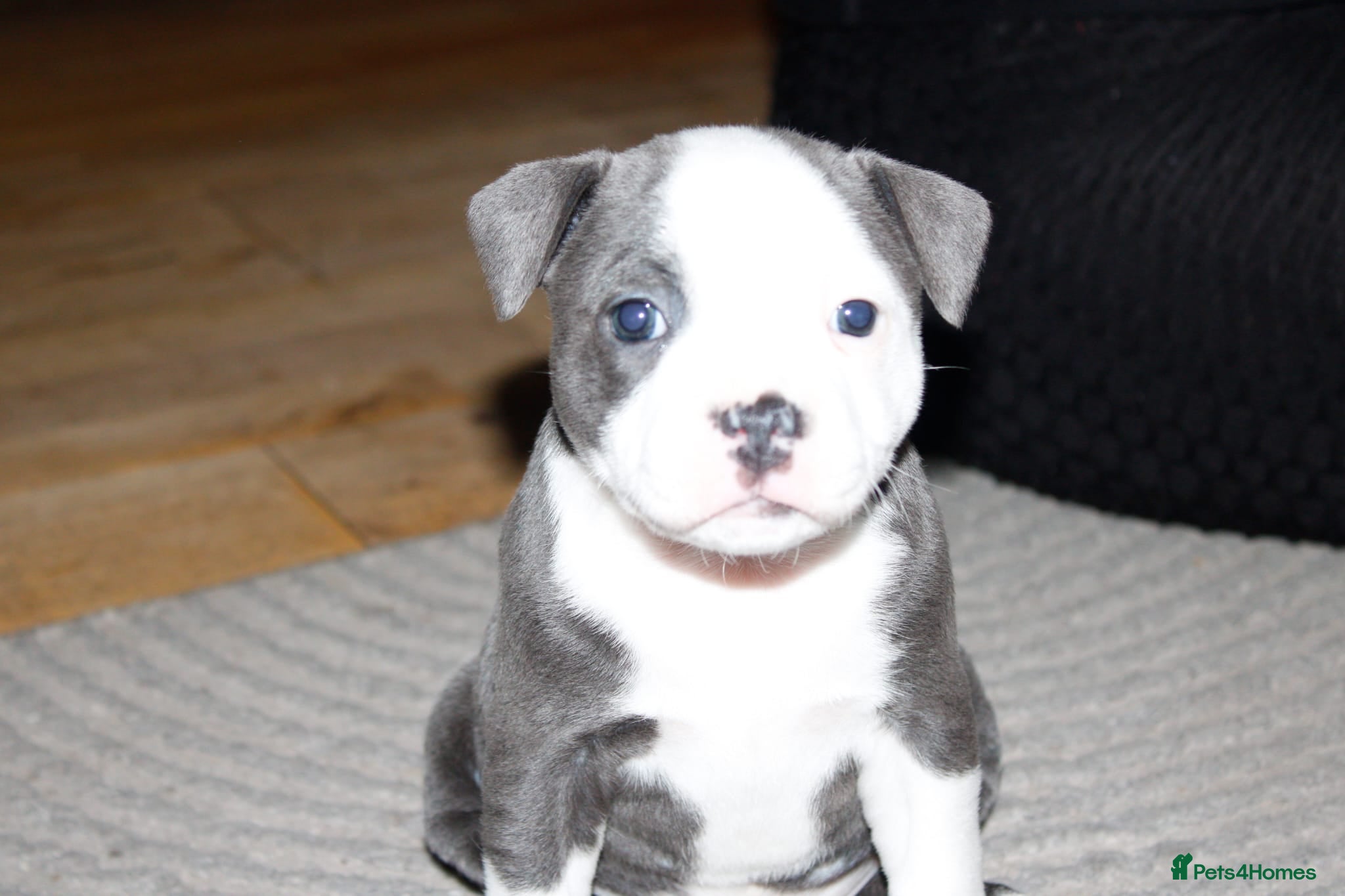 Staffordshire Bull Terrier dogs Kc registered Staffordshire bull terrier pups - Advert 1