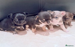 Chihuahua dogs for sale: Gorgeous Chihuahua Puppies  - Advert 5