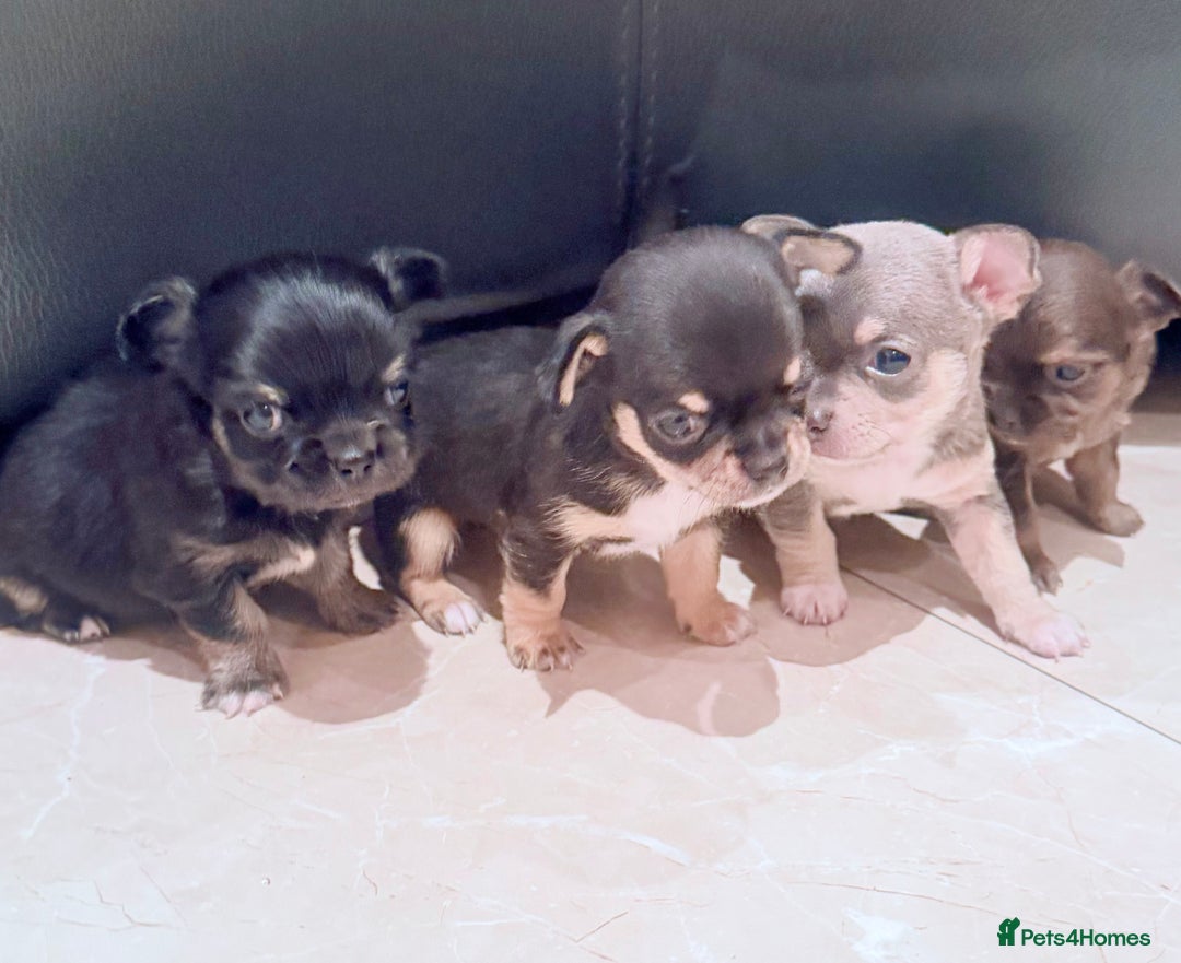 Chihuahua dogs for sale: Gorgeous Chihuahua Puppies  - Advert 5