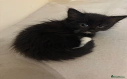 Domestic Shorthair cats for sale: Black and white kittens for sale  - Image 8