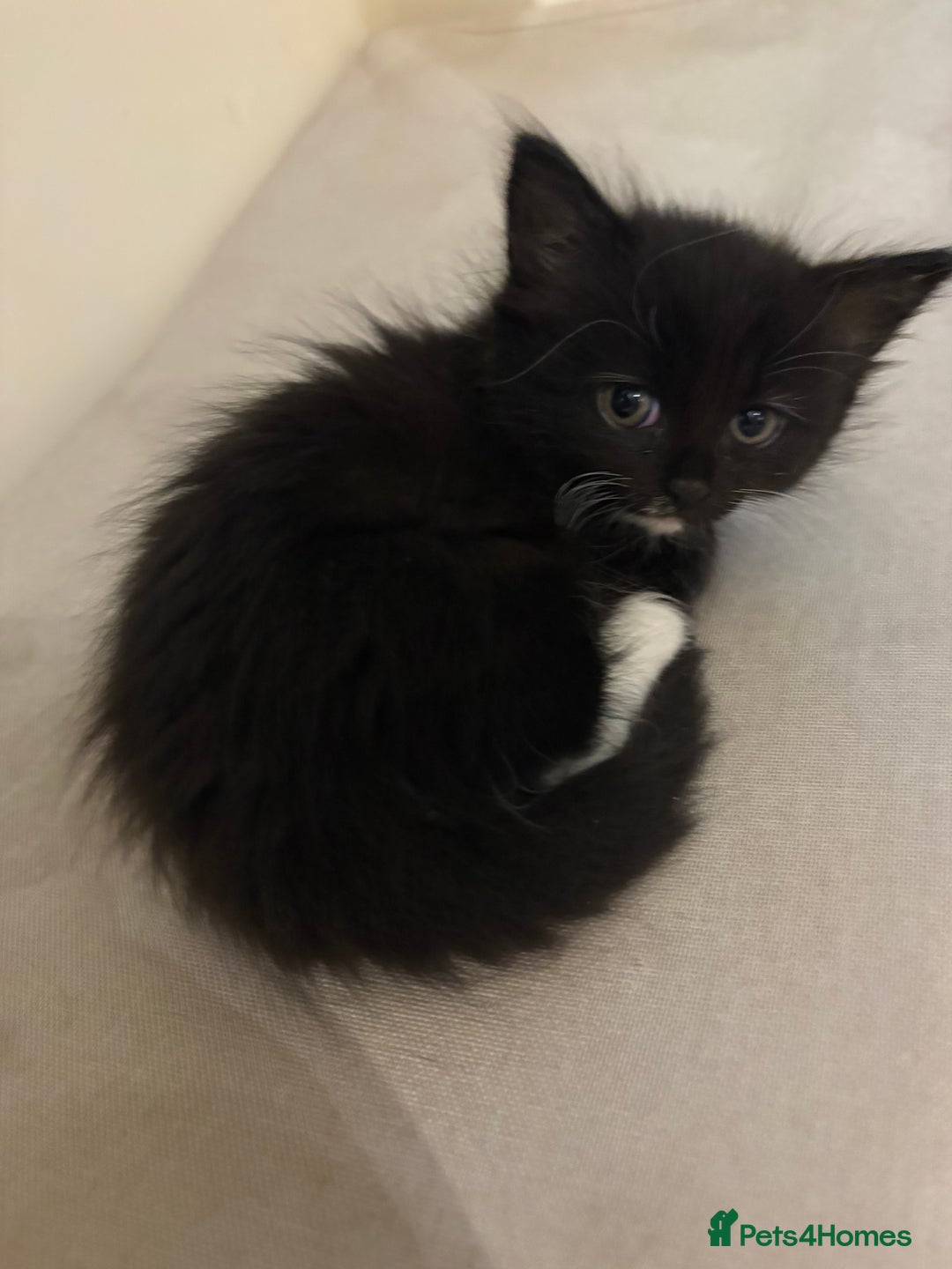 Domestic Shorthair cats for sale: Black and white kittens for sale  - Image 8