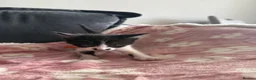 Domestic Shorthair cats for sale: Beautiful kittens 5* homes  - Advert 26