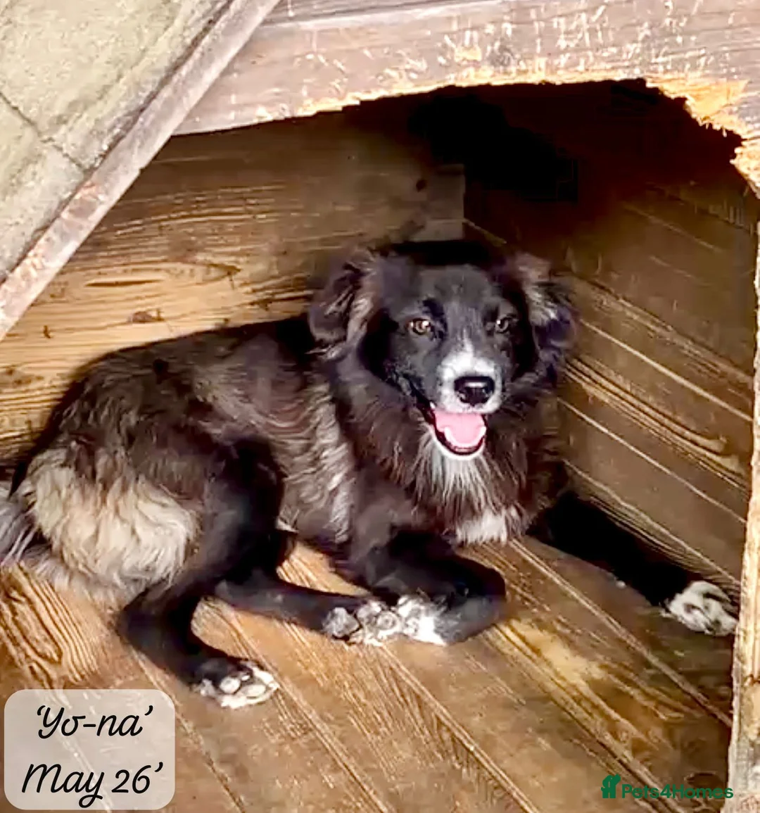 Mixed Breed dogs for adoption: Yo-Na, 2 yrs approx. Available for adoption. in Brixham - Advert 1