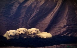 Miniature Dachshund dogs for sale: English Cream miniature dachshund  - Advert 10