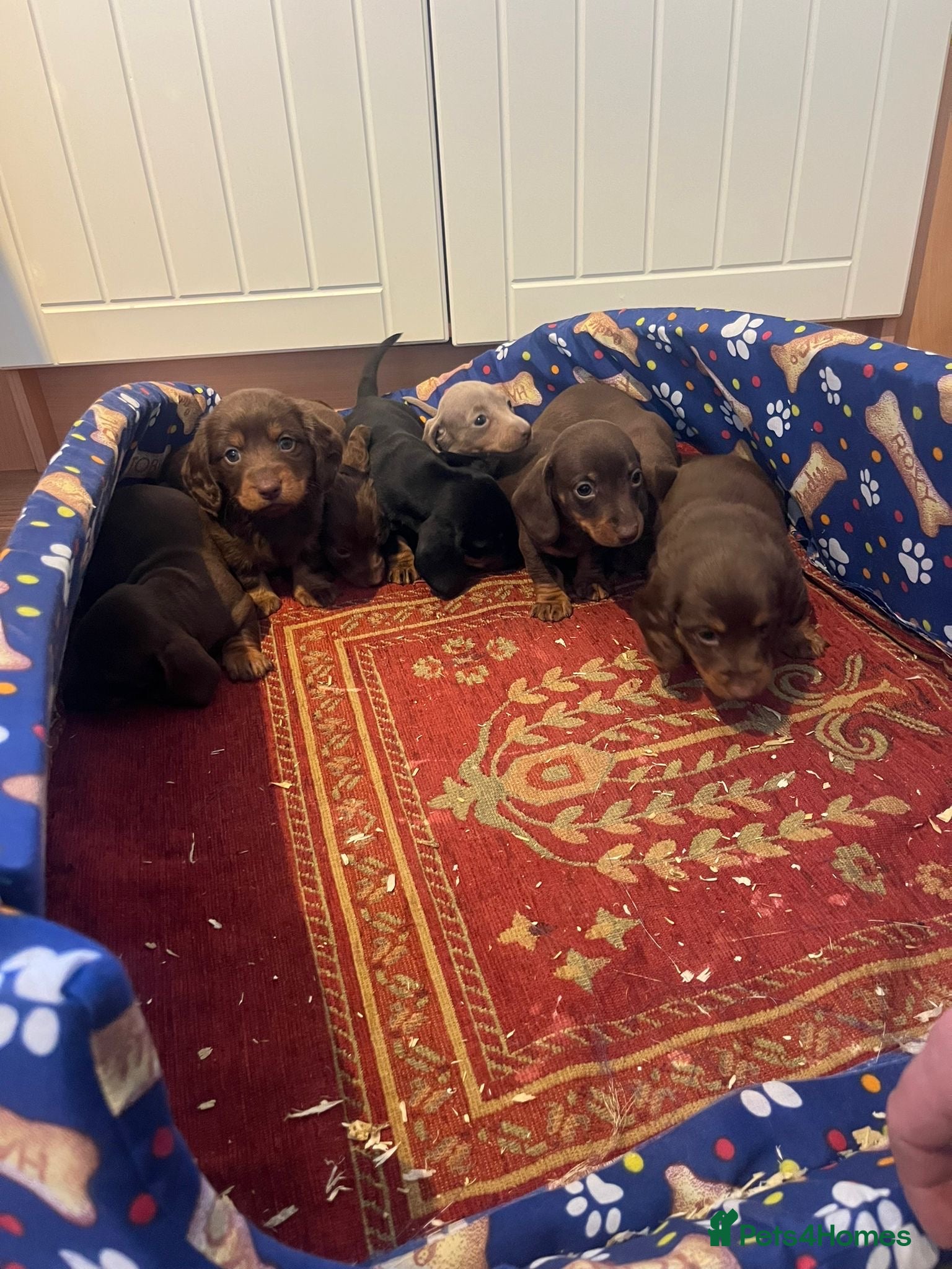 Dachshund dogs Dachshund - Advert 12