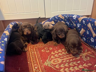 Dachshund dogs Dachshund - Advert 5