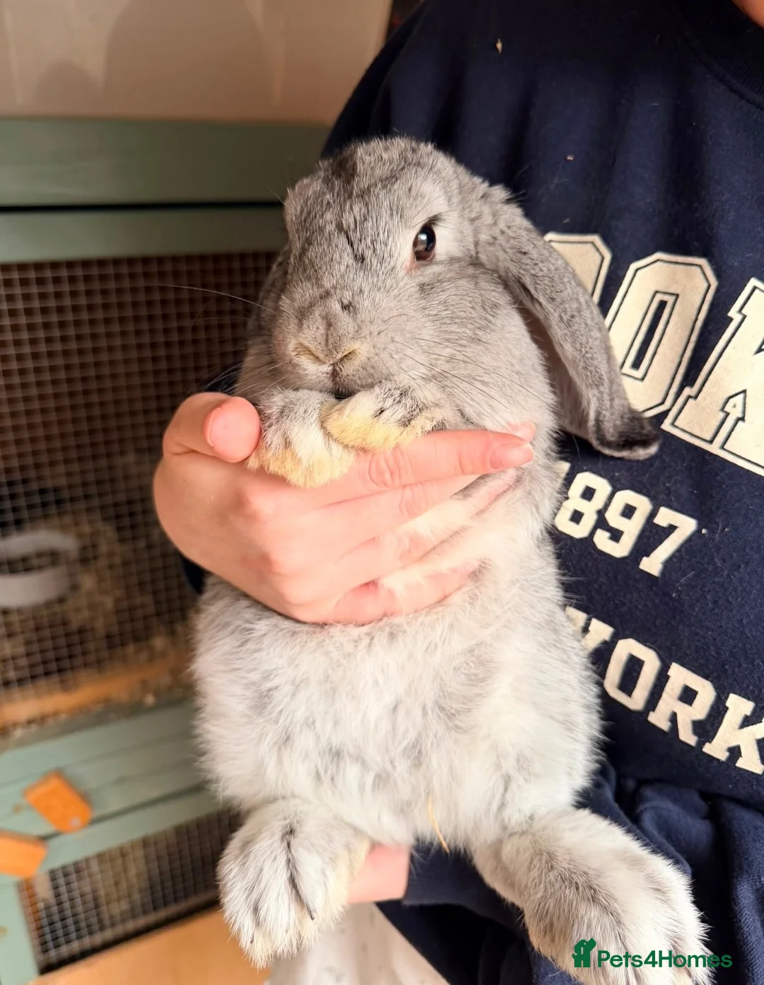 Mixed Breed rabbits for sale: Female Chinchilla Lop Rabbit 💞 - Advert 1