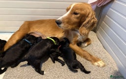 Cocker Spaniel dogs for sale: Working cocker spaniel - Image 27