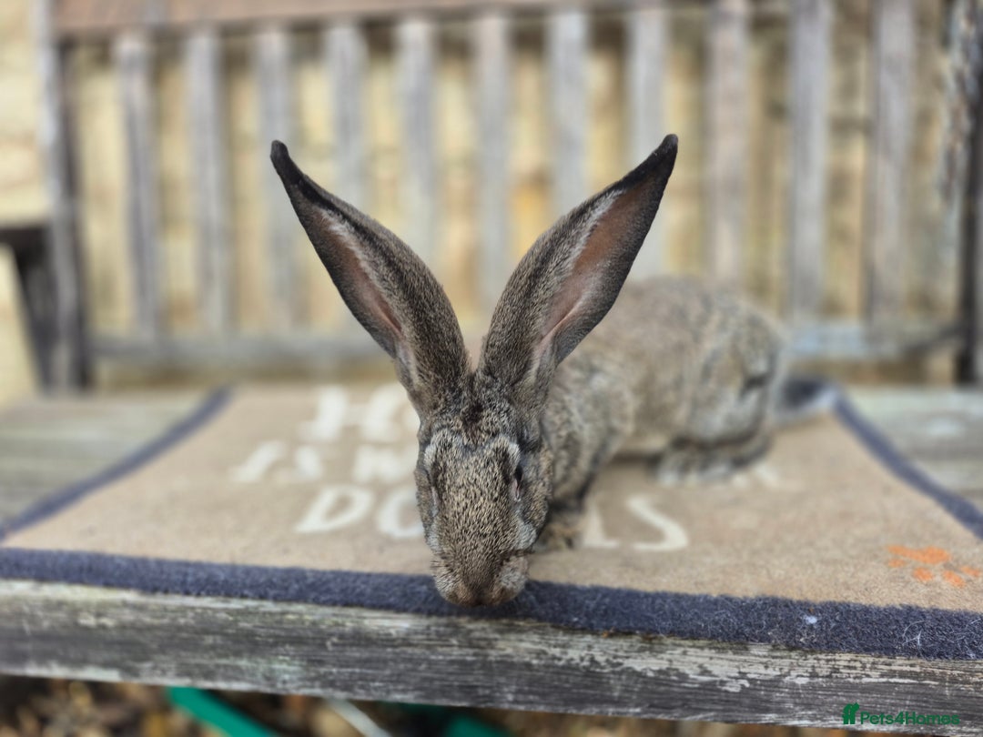 Continental Giant rabbits for sale: Pure Continental Giant Vaccinated  - Image 7