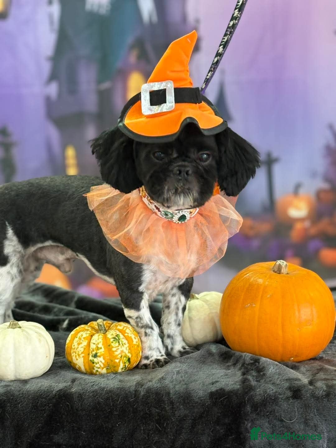 Shih Tzu dogs BRUCE -male dog looking to stud for the 1st time in Stockport - Advert 17