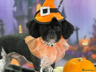 Shih Tzu dogs in Stockport - Advert 1