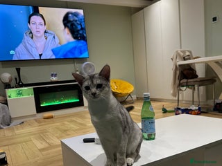 Abyssinian cats Pedigree Silver Abyssinian kittens left 1 female - Advert 7