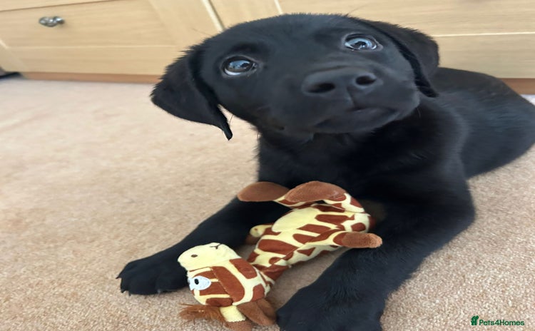 Labrador Retriever dogs - Advert 4