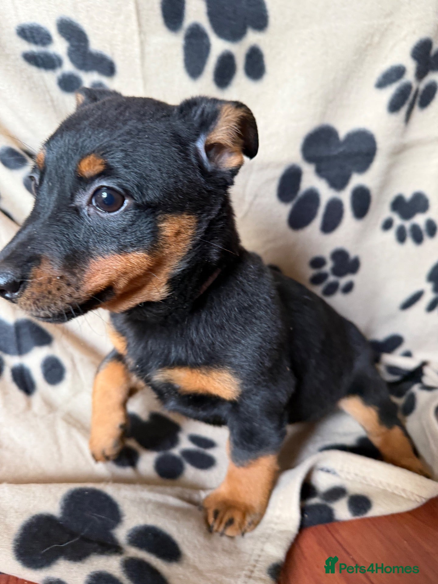 Lancashire Heeler dogs for sale: 2 left .KC Lancashire Heeler Black & Tan Puppy’s  - Advert 1