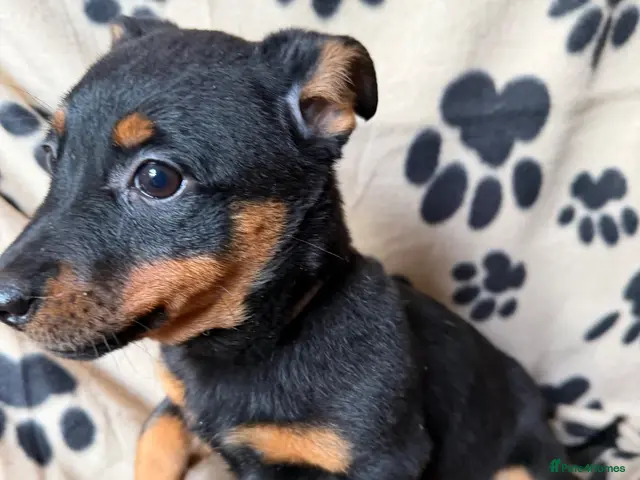 Lancashire Heeler dogs for sale: 2 left .KC Lancashire Heeler Black & Tan Puppy’s - Advert 1