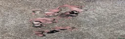 Mouse rodents for sale: Baby fancy mice - Advert 2