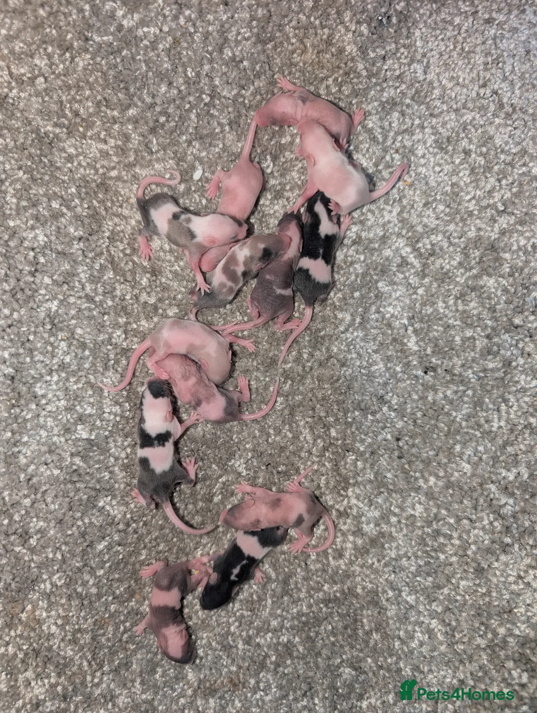 Mouse rodents for sale: Baby fancy mice - Advert 2